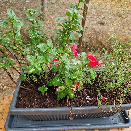 Jason&maria דירה Ágios Matthaíos