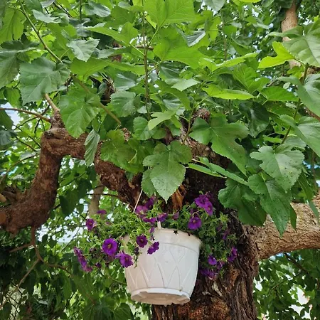 Jason&maria דירה *