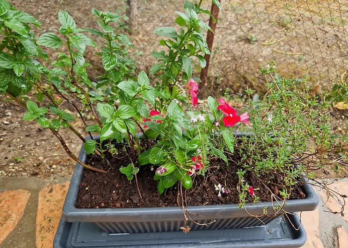 Jason&maria Апартаменты Agios Matthaios (Corfu)