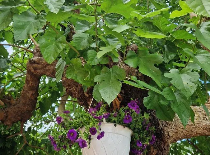 Jason&maria Апартаменты *